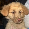 Lion Welpe R Valcea